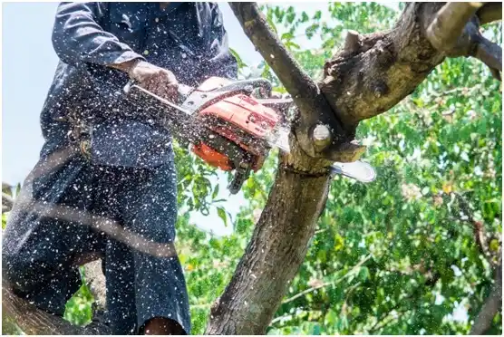 tree services Gilbert Creek